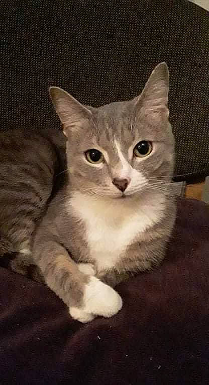 Ivan joined the competition — help win amazing prizes! carnivore, cat, cat_supply, domestic_short_haired_cat, eye, fawn, felidae, fur, iris, paw, photo_caption, serveware, sitting, small_to_medium_sized_cats, snout, tail, terrestrial_animal, whiskers, window