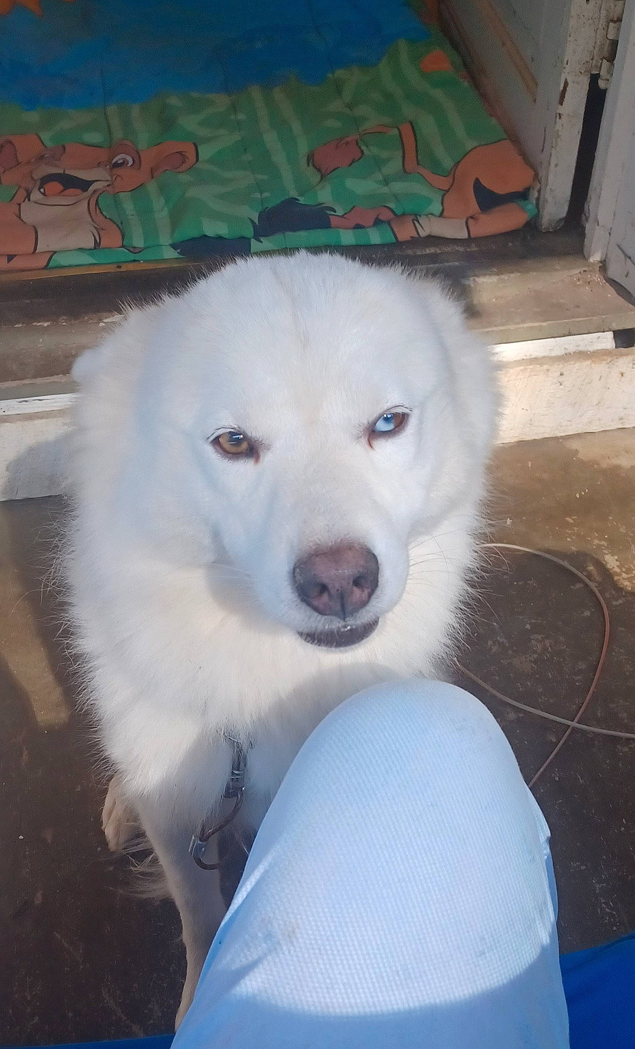 Theo is registered to the contest to win money with this photo: canidae, carnivore, companion_dog, dog, dog_breed, fang, fur, non_sporting_group, sporting_group, volpino_italiano, working_animal, working_dog