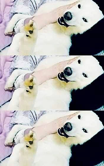 Theo is registered to the contest to win money with this photo: art, bear, carnivore, font, fur, happy, mammal, natural_material, organism, panda, pattern, photograph, photography, snapshot, snout, terrestrial_animal, toy, vertebrate, white, wildlife