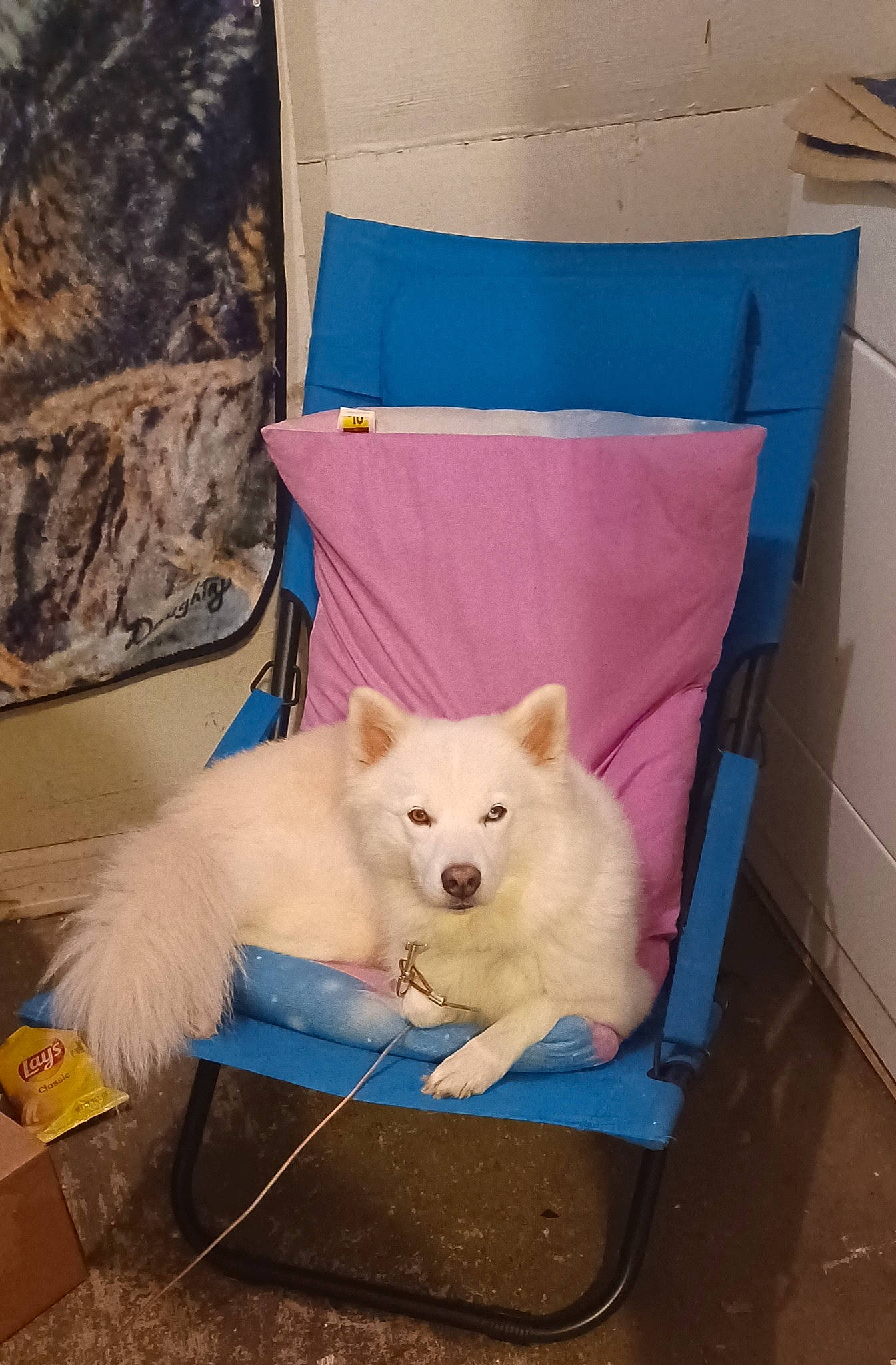 Theo joined the competition — help win amazing prizes! american_eskimo_dog, canidae, carnivore, companion_dog, dog, dog_breed, dog_supply, fawn, felidae, fur, indian_spitz, japanese_spitz, linens, pillow, small_to_medium_sized_cats, spitz, sporting_group, tail, toy_dog, whiskers