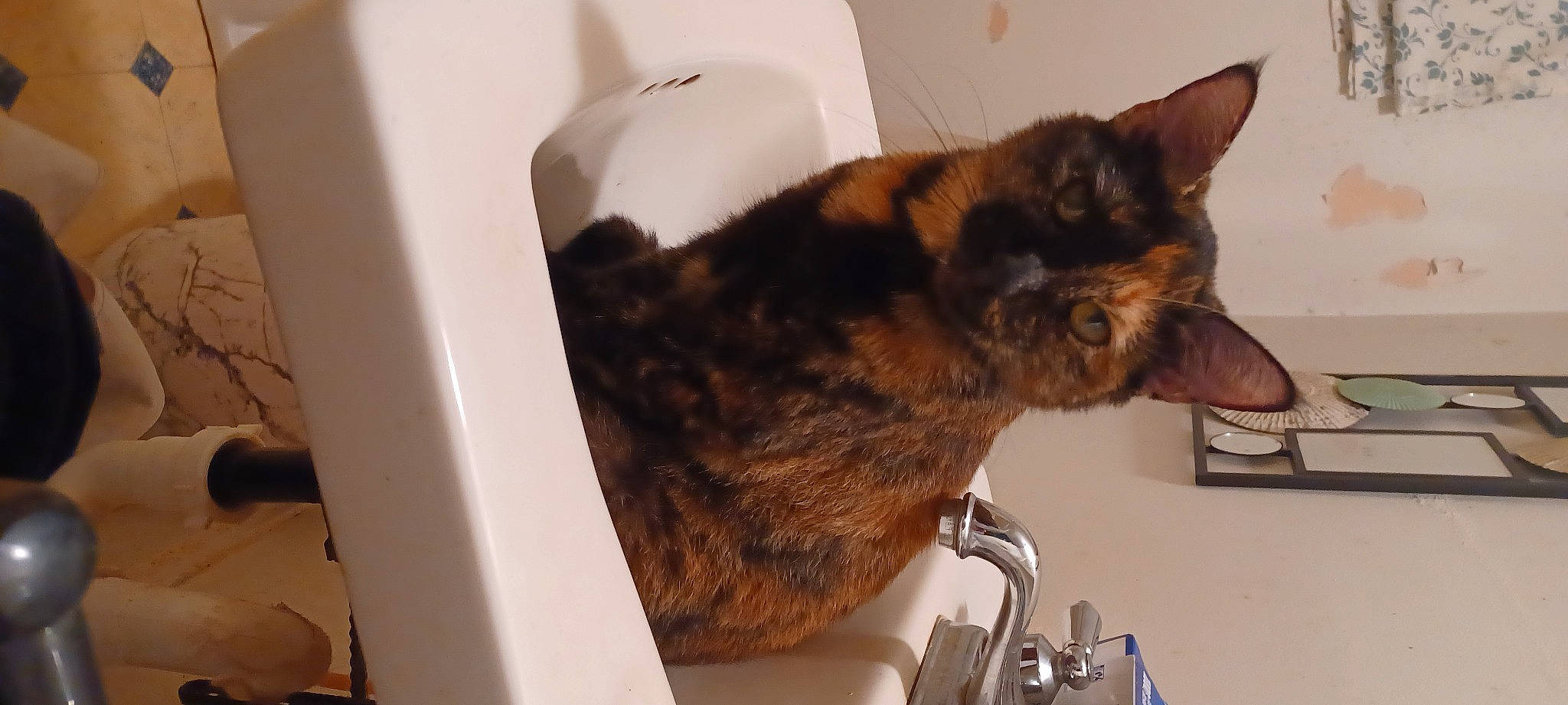 Misty Rayne is registered to the contest to win money with this photo: box, carnivore, cat, claw, comfort, domestic_short_haired_cat, ear, fawn, felidae, fur, room, sink, small_to_medium_sized_cats, snout, tail, terrestrial_animal, whiskers