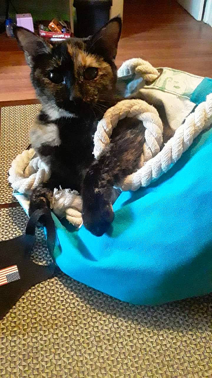 Misty Rayne is registered to the contest to win money with this photo: black_cat, blue, carnivore, cat, cat_bed, cat_supply, claw, comfort, domestic_short_haired_cat, electric_blue, felidae, fur, linens, paw, pet_supply, small_to_medium_sized_cats, tail, terrestrial_animal, whiskers