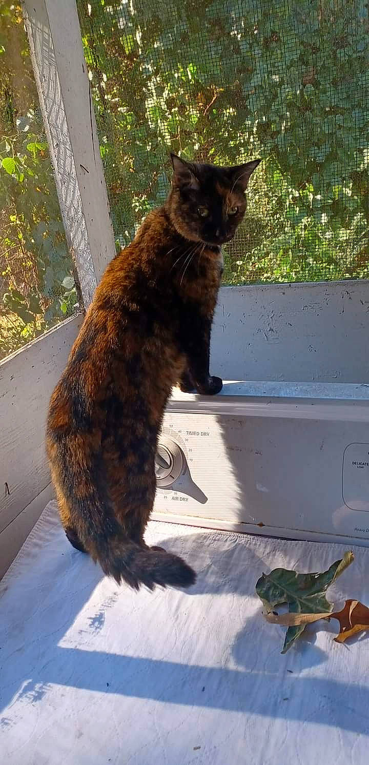 Misty Rayne joined the competition — help win amazing prizes! carnivore, cat, claw, domestic_short_haired_cat, door, fawn, felidae, fur, mammal, paw, plant, small_to_medium_sized_cats, tail, terrestrial_animal, tints_and_shades, tree, vertebrate, whiskers, window, wood