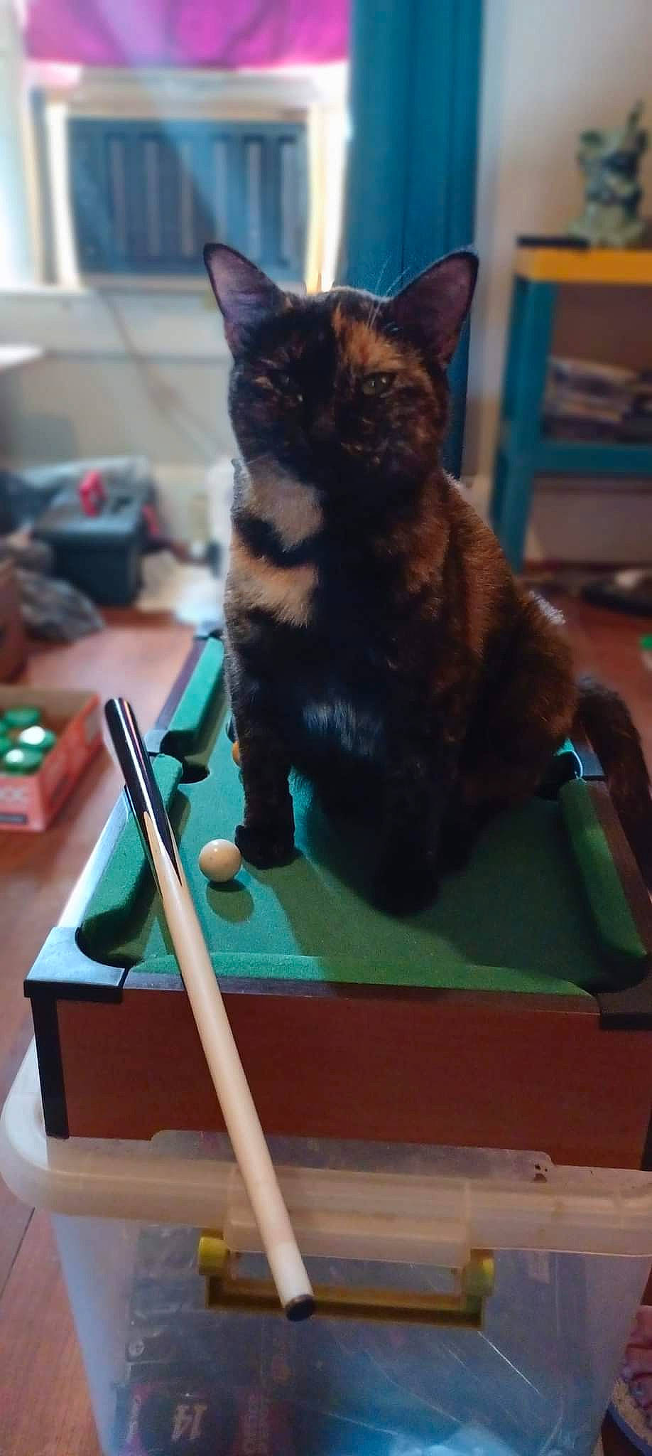 Misty Rayne joined the competition — help win amazing prizes! bombay, carnivore, cat, cat_supply, domestic_short_haired_cat, felidae, fur, microphone, musical_instrument, pet_supply, small_to_medium_sized_cats, tail, whiskers