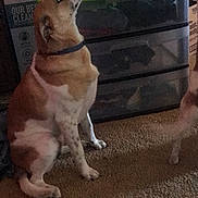 Sassy is registered to the contest to win money with this photo: canidae, carnivore, collar, companion_dog, dog, dog_breed, dog_collar, dog_supply, fawn, leash, non_sporting_group, pet_supply, snout, sporting_group, tail, working_animal, working_dog