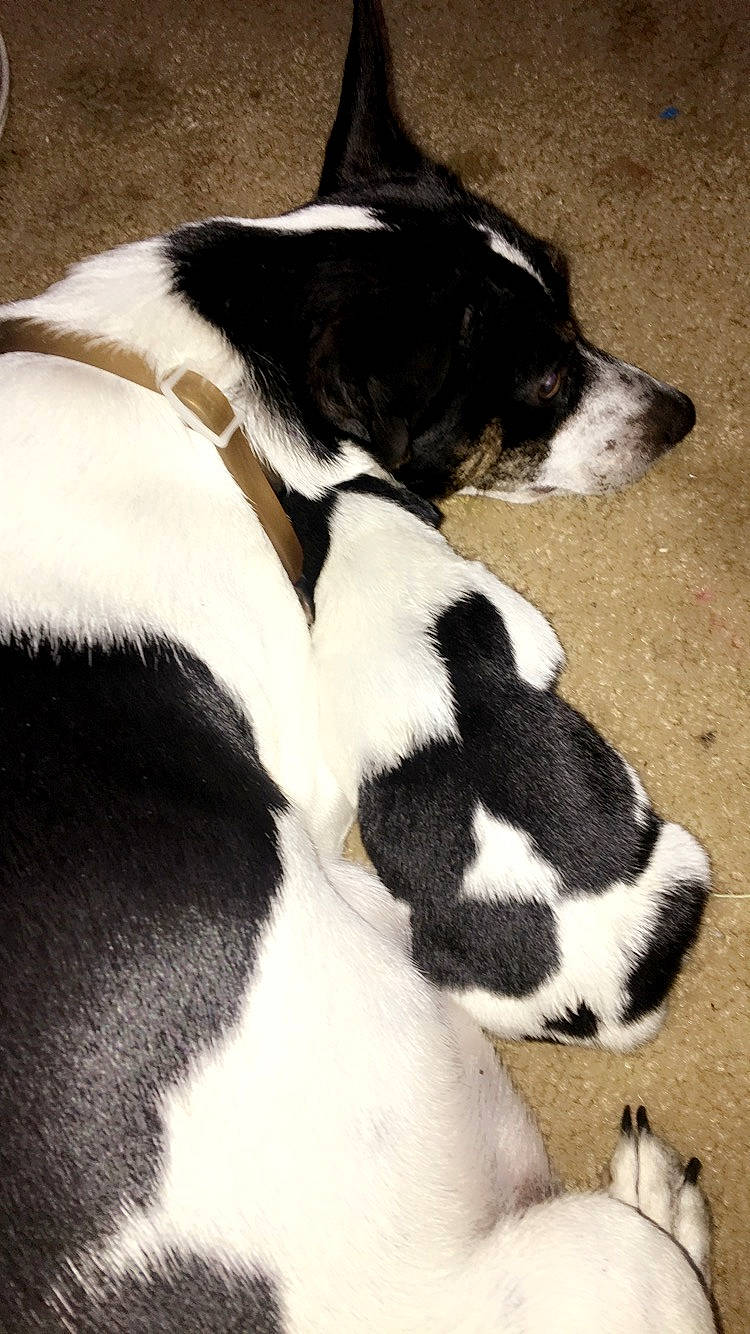 Dottie joined the competition — help win amazing prizes! bored, canidae, carmine, carnivore, comfort, companion_dog, dog, dog_breed, fur, mammal, nap, non_sporting_group, paw, snout, sporting_group, terrestrial_animal, vertebrate, whiskers, white, working_animal