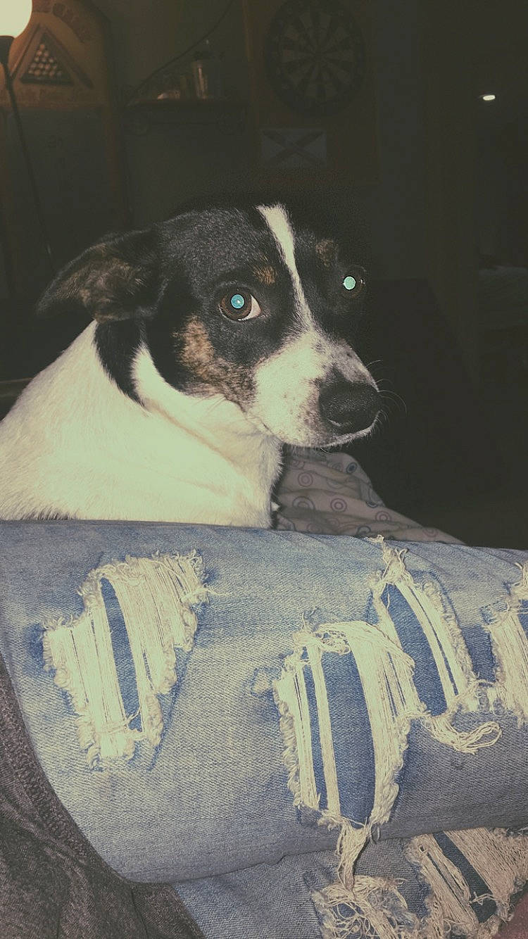 Dottie joined the competition — help win amazing prizes! canidae, carnivore, comfort, companion_dog, dog, dog_breed, fur, non_sporting_group, puppy, snout, sporting_group, toy_dog, whiskers, working_animal