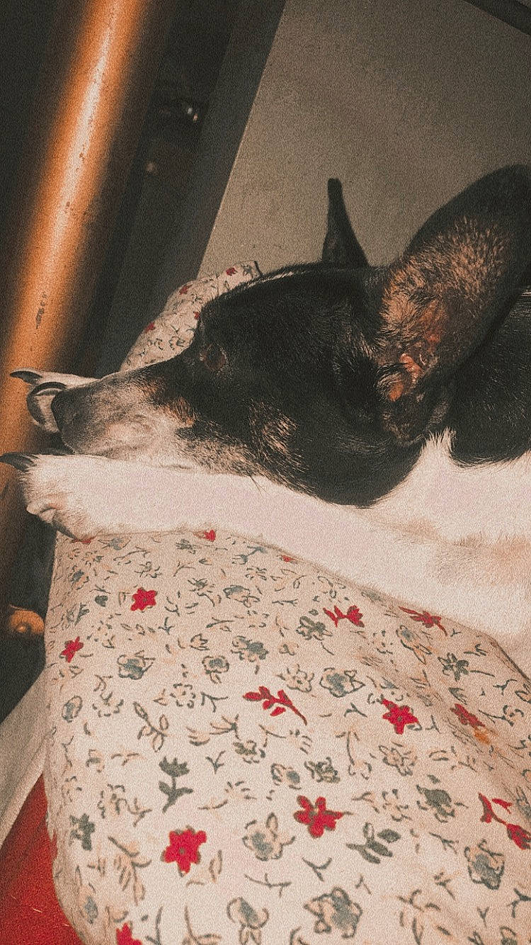 Dottie is registered to the contest to win money with this photo: art, canidae, carnivore, comfort, companion_dog, dog, dog_breed, fawn, felidae, fur, human_leg, linens, pattern, paw, sleeve, small_to_medium_sized_cats, snout, sporting_group, tail, whiskers