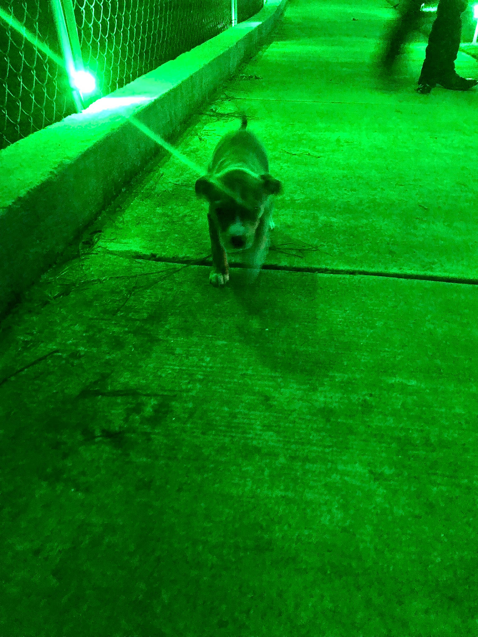 Delta is registered to the contest to win money with this photo: automotive_lighting, canidae, carnivore, companion_dog, darkness, dog, dog_breed, electric_blue, flooring, grass, green, lawn, mammal, night, plant, shadow, sporting_group, tail, vertebrate, water