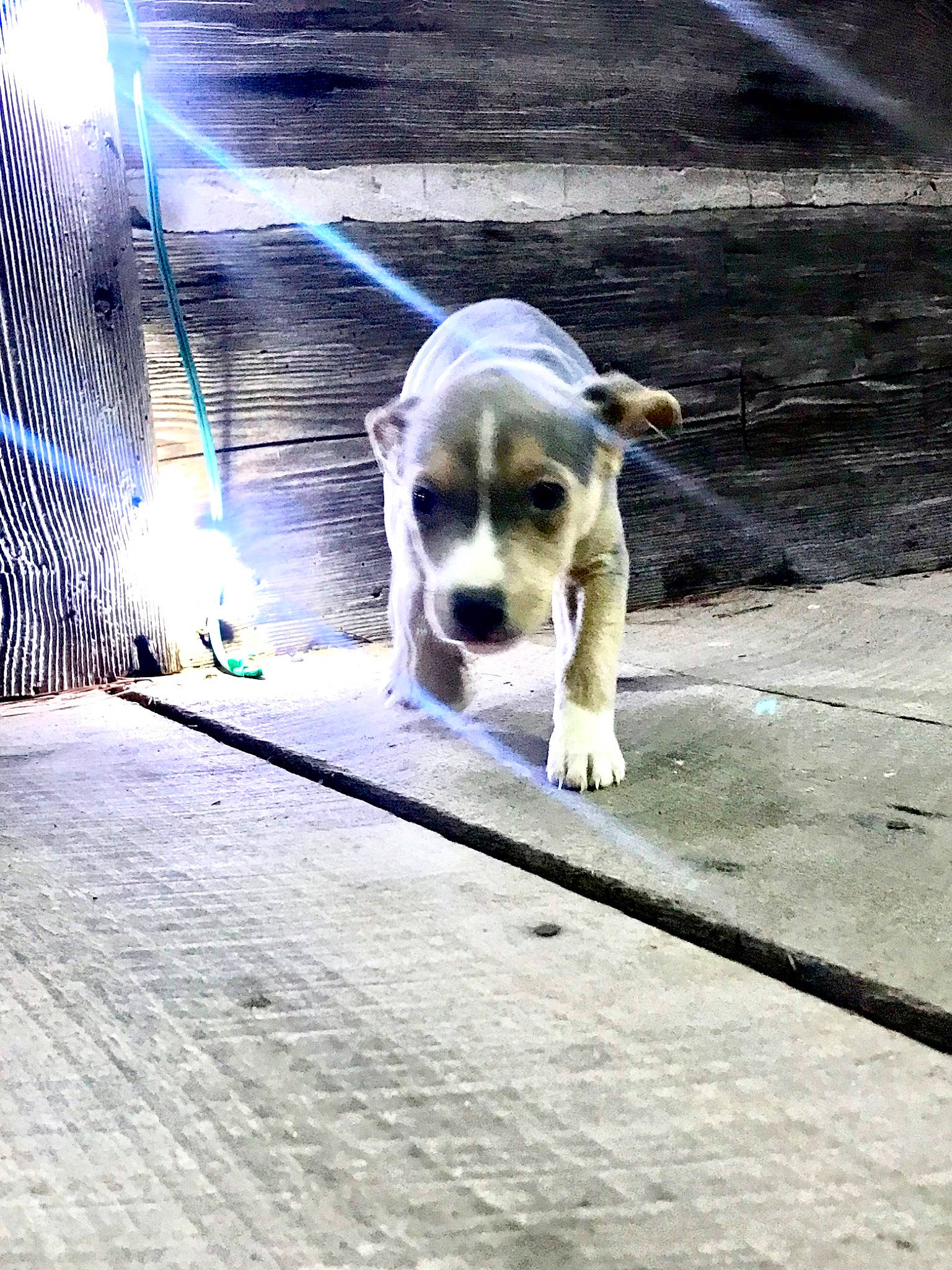 Delta joined the competition — help win amazing prizes! art, canidae, carnivore, companion_dog, dog, dog_breed, fawn, flooring, non_sporting_group, paw, road, road_surface, shadow, sidewalk, snout, sporting_group, street, street_dog, tail, working_animal