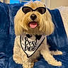 dog, pet, small_dog, fluffy, white_fur, sunglasses, bandana, best_dog, happy, smiling, tongue_out, sitting, portrait, indoor, blanket, couch, window, blue_background, groomed, funny