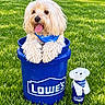 dog, puppy, shaggy_fur, fluffy, happy, tongue_out, outdoor, grass, lawn, blue_bucket, plastic_bucket, plush_toy, stuffed_animal, brand_logo, lowes, mascot, pet, portrait, sunlight, garden