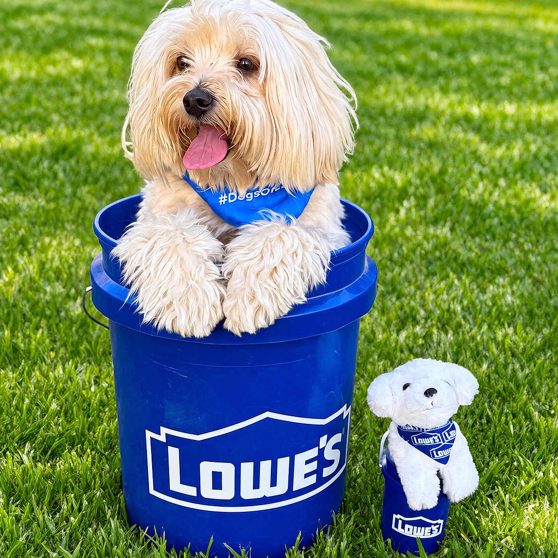 Cujo