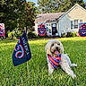 dog, pet, animal, grass, lawn, outdoor, house, garden, american_flags, patriotic, bandana, red_white_blue, holiday, yard_decorations, trees, sunlight, sitting, tongue_out, fluffy, portrait