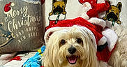 Cujo is registered to the contest to win money with this photo: dog, pet, christmas, santa_hat, festive, holiday, portrait, indoors, plush_toys, stuffed_animal, stockings, pillow, blanket, red, white, blue, happy, sitting, long_hair, home_decor