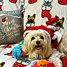 dog, pet, christmas, santa_hat, festive, holiday, portrait, indoors, plush_toys, stuffed_animal, stockings, pillow, blanket, red, white, blue, happy, sitting, long_hair, home_decor