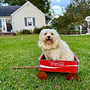 Cujo joined the competition — help win amazing prizes! dog, pet, shaggy_dog, white_dog, wagon, red_wagon, coca_cola, outdoor, backyard, lawn, grass, house, cottage, garden, flowers, portrait, sitting, tongue_out, happy, vintage