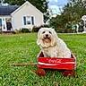 dog, pet, shaggy_dog, white_dog, wagon, red_wagon, coca_cola, outdoor, backyard, lawn, grass, house, cottage, garden, flowers, portrait, sitting, tongue_out, happy, vintage