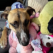 Kaliopeè joined the competition — help win amazing prizes! dog, plush_toy, stuffed_animal, car_interior, seat, canine, brown_dog, blue_eye, brown_eye, toy, pink_plush, green_plush, relaxed, closeup, pet, fur, snout, paw, comfort, cuddly