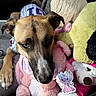 dog, plush_toy, stuffed_animal, car_interior, seat, canine, brown_dog, blue_eye, brown_eye, toy, pink_plush, green_plush, relaxed, closeup, pet, fur, snout, paw, comfort, cuddly