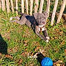 dog, puppy, outdoor, grass, fence, wood, stick_fence, blue_ball, toy, autumn, leaves, sunlight, shadow, brown_dog, harness, sitting, lying_down, pet, animal, garden