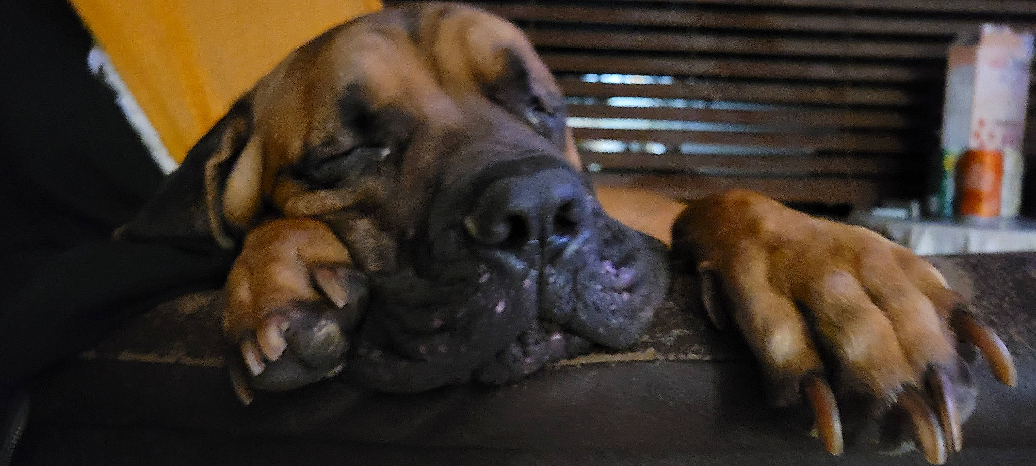 Augustus joined the competition — help win amazing prizes! ancient_dog_breeds, biting, bored, canidae, carnivore, companion_dog, dog, dog_breed, fawn, fur, guard_dog, liver, molosser, non_sporting_group, snout, sporting_group, terrestrial_animal, whiskers, working_animal, working_dog