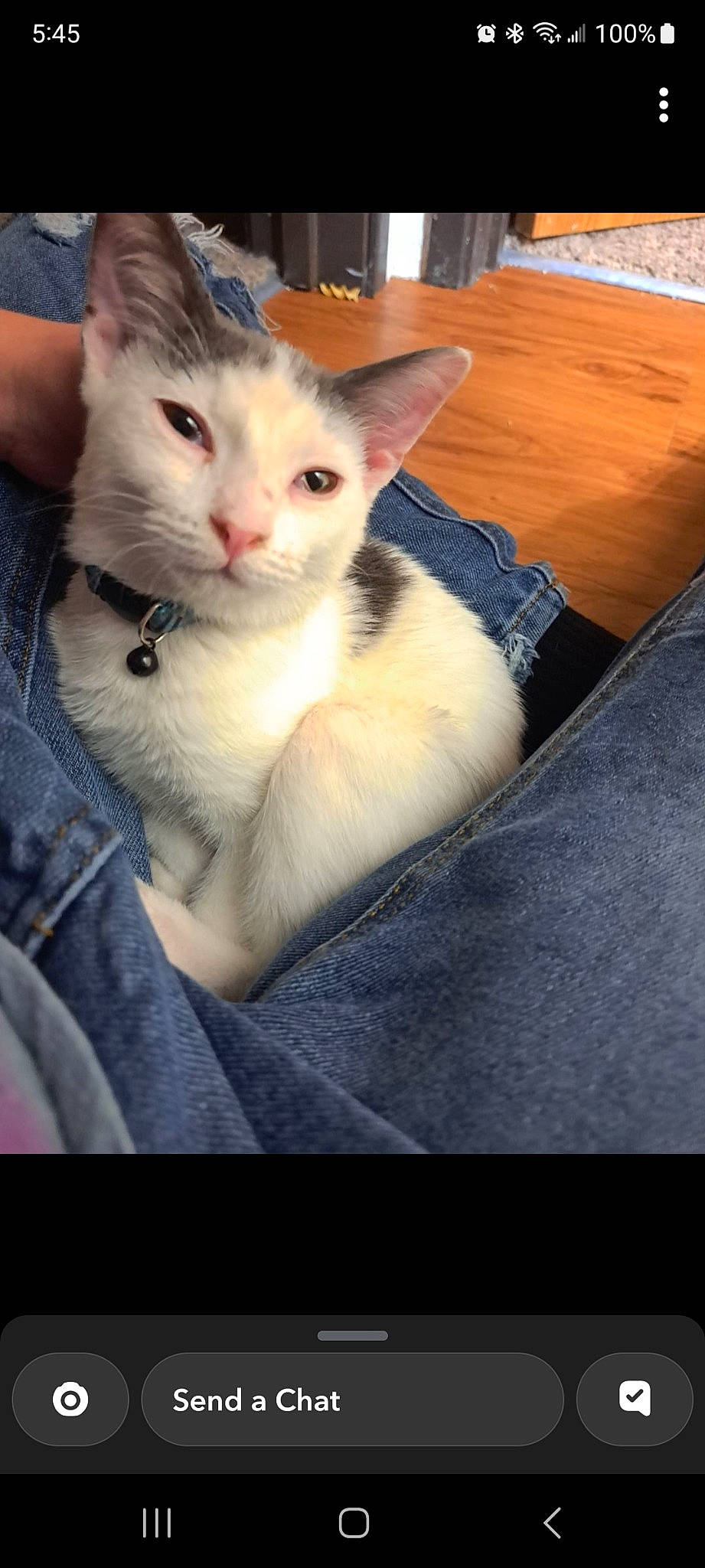 Cheddar is registered to the contest to win money with this photo: box, carnivore, cat, claw, comfort, couch, domestic_short_haired_cat, felidae, flooring, fur, hardwood, paw, small_to_medium_sized_cats, tail, thai, whiskers, wood