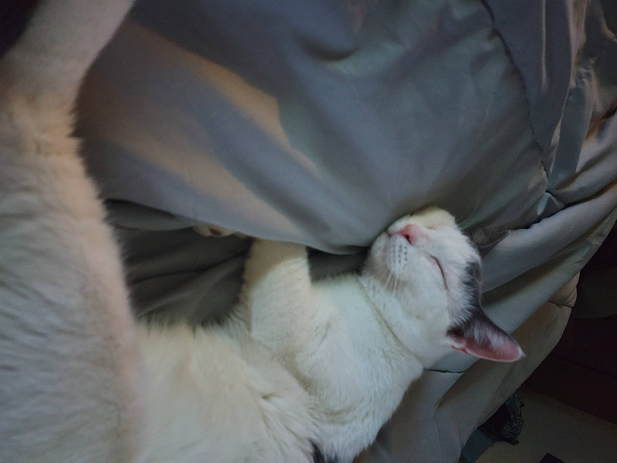 Cheddar joined the competition — help win amazing prizes! carnivore, cat, claw, comfort, domestic_short_haired_cat, felidae, fur, nap, paw, small_to_medium_sized_cats, snout, tail, whiskers