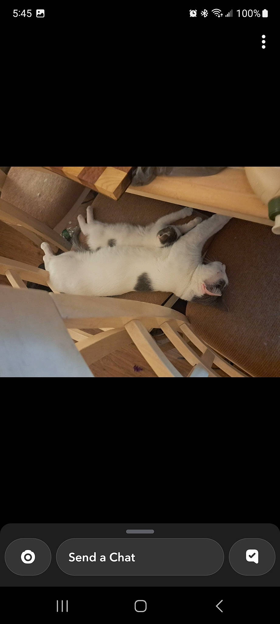 Cheddar is registered to the contest to win money with this photo: carnivore, cat, cloud, comfort, domestic_short_haired_cat, felidae, floor, flooring, fur, grey, hardwood, metal, paw, room, sky, small_to_medium_sized_cats, tail, tints_and_shades, whiskers, wood