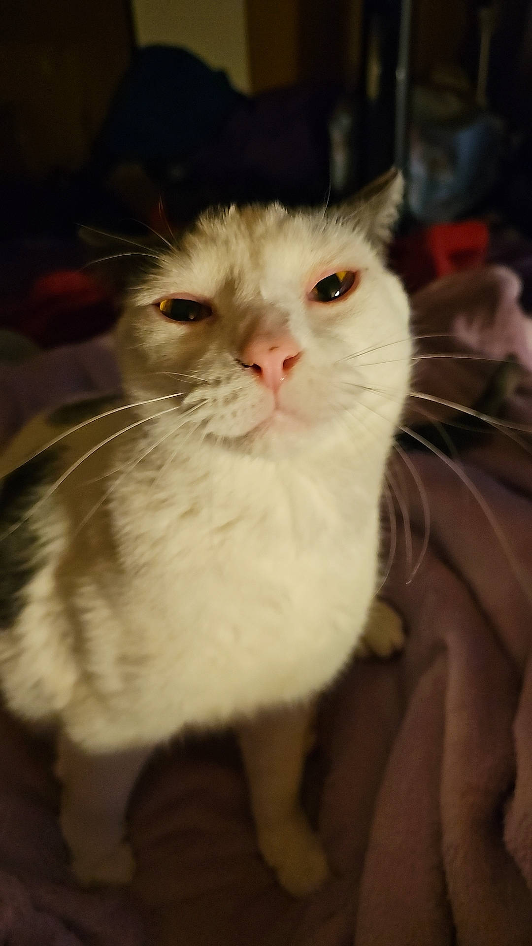 Cheddar is registered to the contest to win money with this photo: carnivore, cat, domestic_short_haired_cat, fawn, felidae, fur, small_to_medium_sized_cats, snout, whiskers