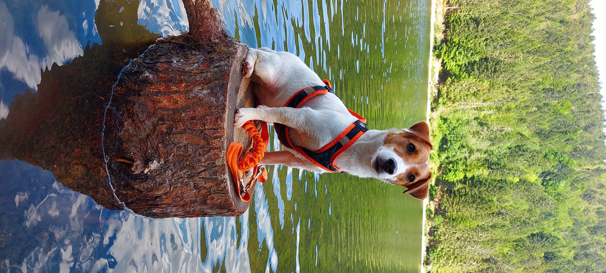 Pookie participe au concours pour gagner de l'argent avec cette photo : animal_sports, carnivore, collar, companion_dog, dog, dog_breed, dog_collar, dog_sports, dog_supply, fawn, grass, lake, lifejacket, pet_supply, plant, snout, tail, vertebrate, water, working_animal