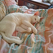 Miss Kitty joined the competition — help win amazing prizes! animal, bedroom, blanket, cat, cozy, cute, fur, indoor, pastel_colors, pet, plush_toy, relaxed, resting, sleeping, soft_light, striped_blanket, stuffed_bunny, sunlight, white_cat, wooden_chest