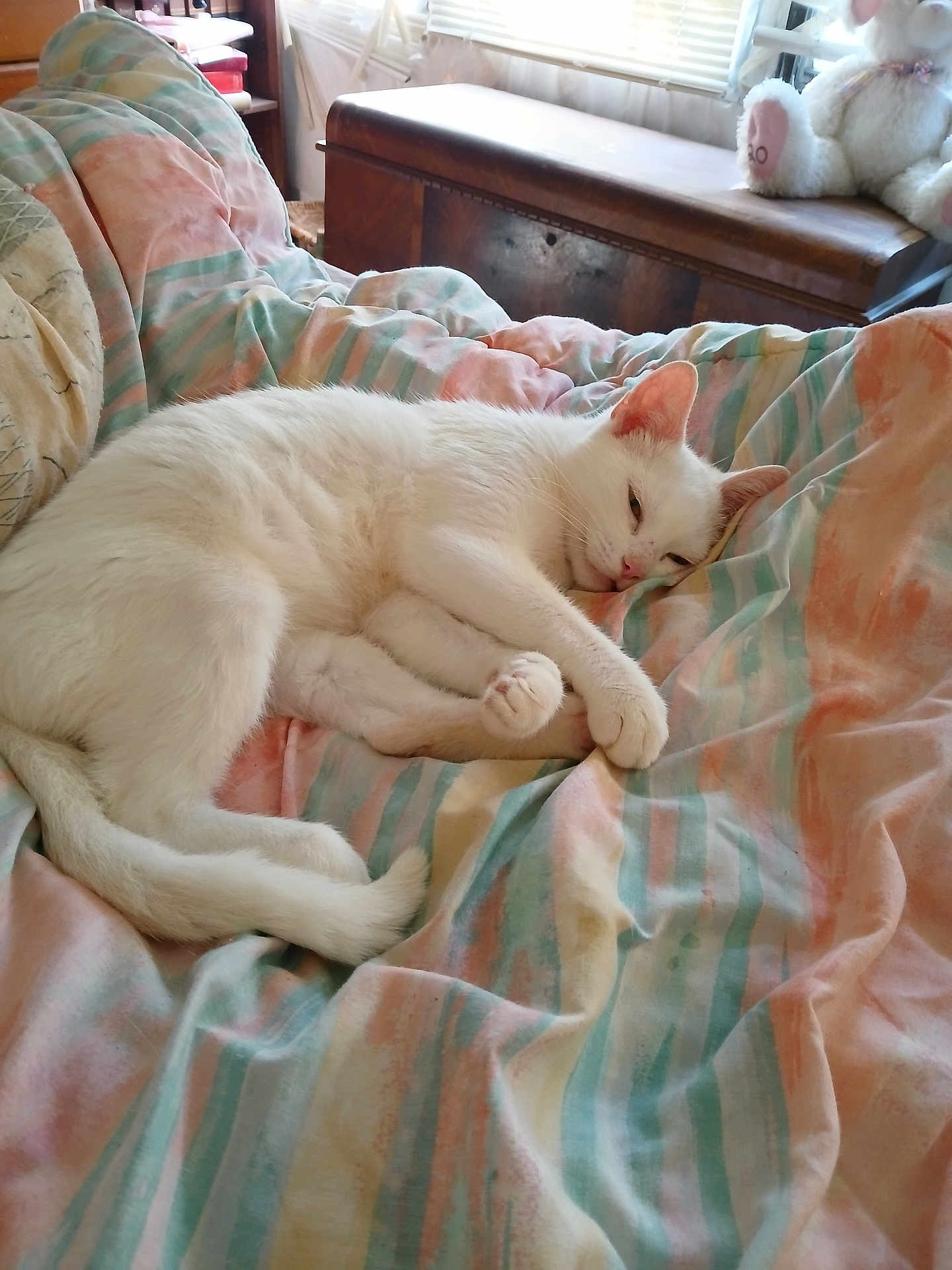 Miss Kitty joined the competition — help win amazing prizes! animal, bedroom, blanket, cat, cozy, cute, fur, indoor, pastel_colors, pet, plush_toy, relaxed, resting, sleeping, soft_light, striped_blanket, stuffed_bunny, sunlight, white_cat, wooden_chest