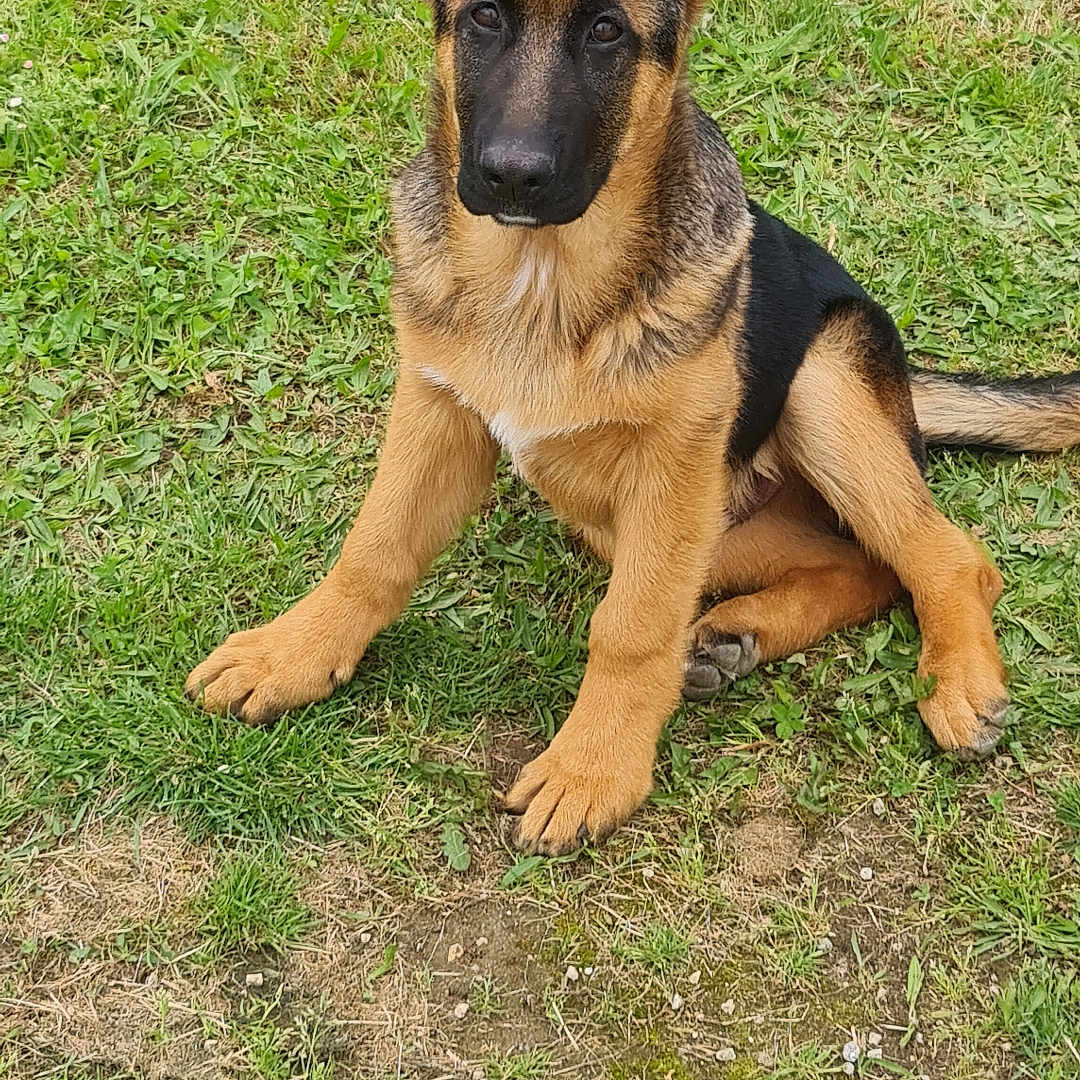 Ace a rejoint le concours — aidez-le/la à gagner de superbes lots ! alert, animal, black, brown, canine, cute, dog, ears, fur, german_shepherd, grass, ground, nature, outdoor, pet, playful, portrait, puppy, sitting, young