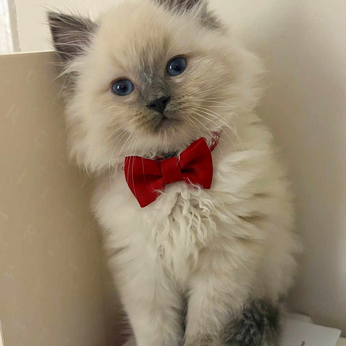 Buddy is registered to the contest to win money with this photo: adorable, animal, blue_eyes, bow_tie, cat, close_up, cute, domestic_animal, fancy, feline, fluffy, indoor, kitten, mammal, pet, portrait, sitting, soft_fur, whiskers, young_cat