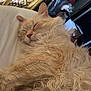 Mistyblue is registered to the contest to win money with this photo: cat, sleeping, fluffy, cream_colored, indoor, fur, relaxation, cozy, pet, closeup, whiskers, soft, resting, cute, nap, animal, mammal, domestic_cat, feline, peaceful