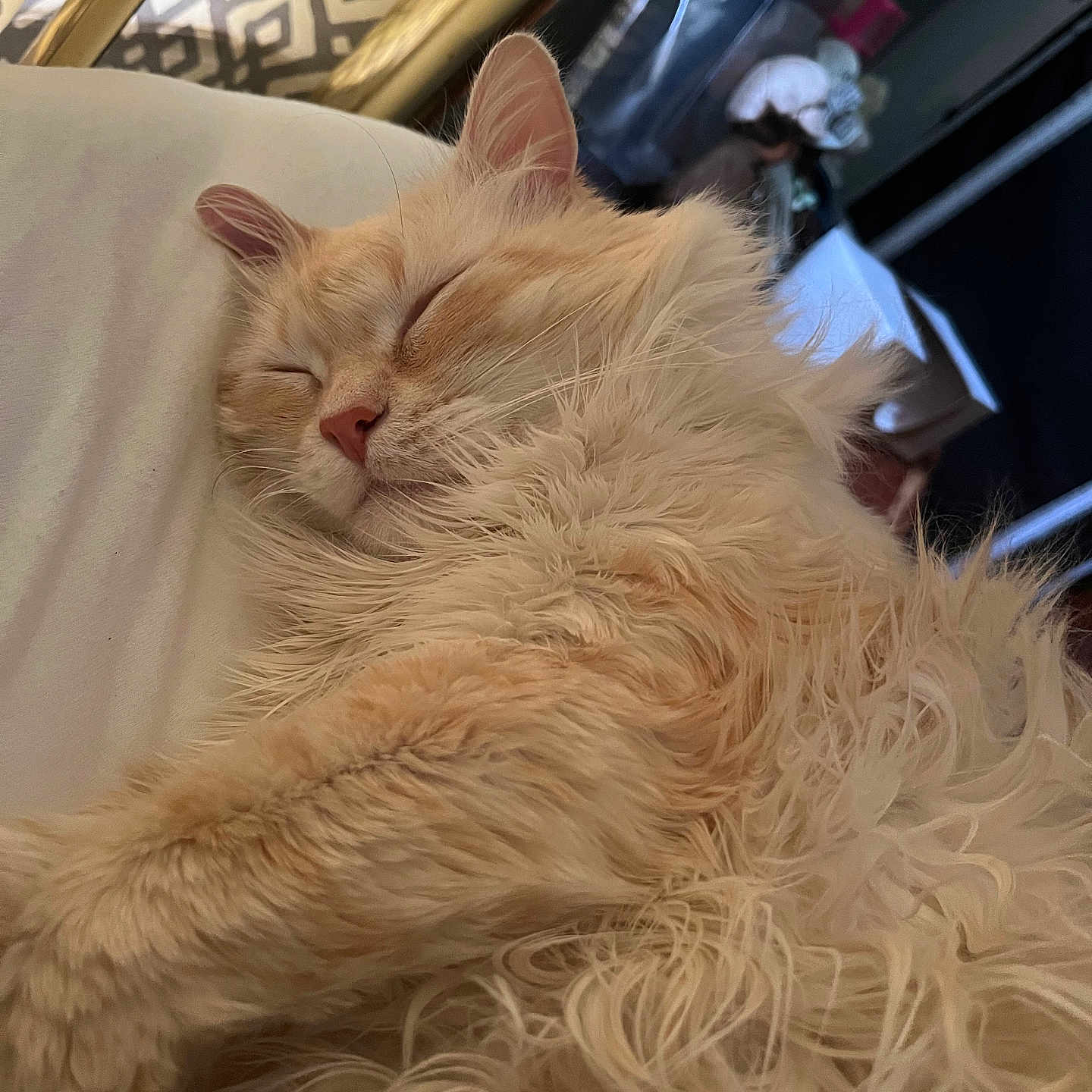 Mistyblue is registered to the contest to win money with this photo: animal, cat, closeup, cozy, cream_colored, cute, domestic_cat, feline, fluffy, fur, indoor, mammal, nap, peaceful, pet, relaxation, resting, sleeping, soft, whiskers