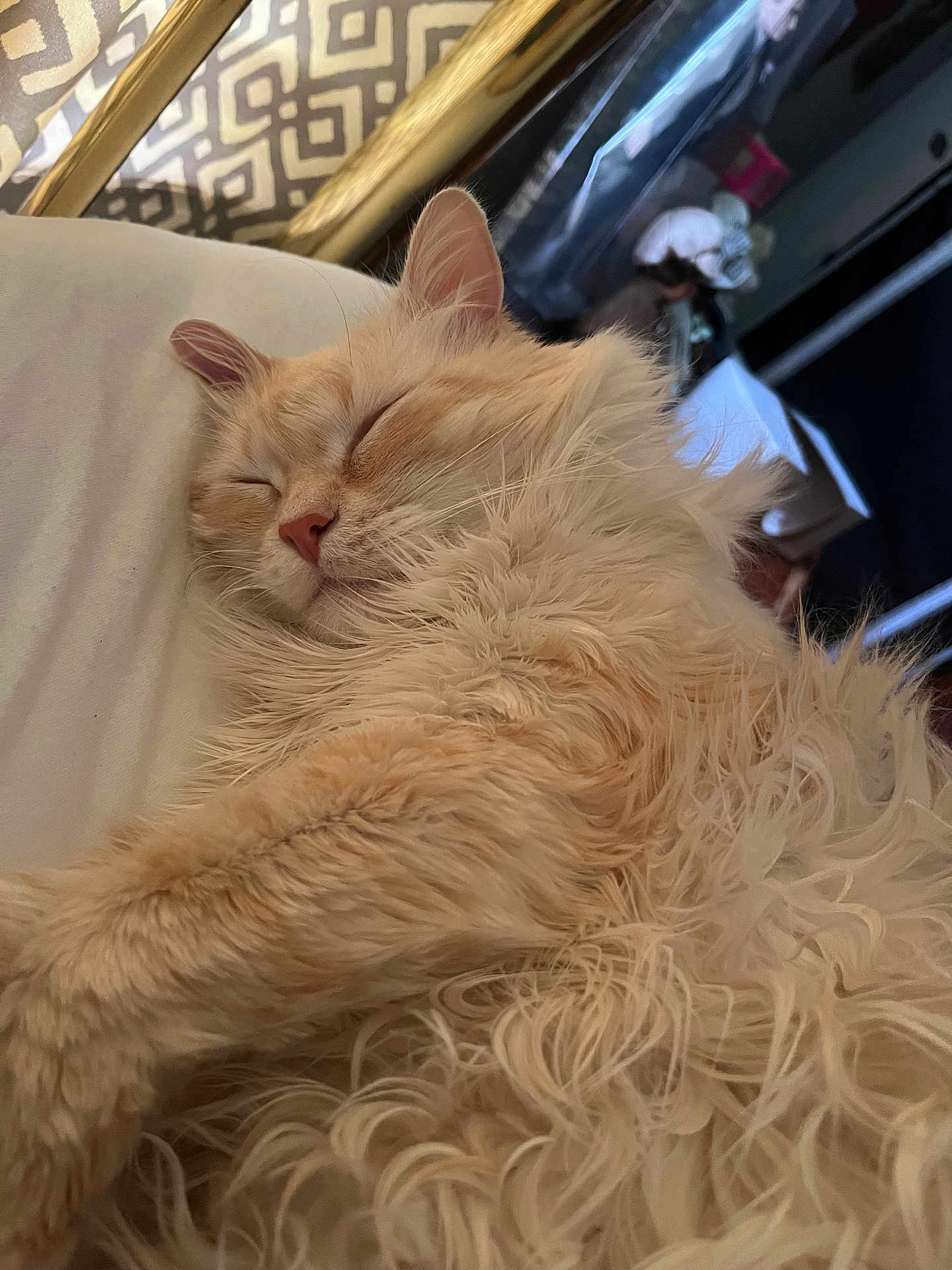 Mistyblue is registered to the contest to win money with this photo: cat, sleeping, fluffy, cream_colored, indoor, fur, relaxation, cozy, pet, closeup, whiskers, soft, resting, cute, nap, animal, mammal, domestic_cat, feline, peaceful