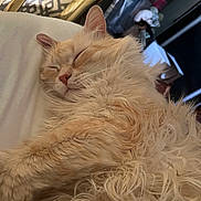 Mistyblue joined the competition — help win amazing prizes! cat, sleeping, fluffy, cream_colored, indoor, fur, relaxation, cozy, pet, closeup, whiskers, soft, resting, cute, nap, animal, mammal, domestic_cat, feline, peaceful