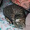 Tigger is registered to the contest to win money with this photo: cat, tabby, sleeping, curled_up, bed, blanket, floral_pattern, striped, pet, indoor, cozy, resting, feline, cute, soft, comfort, animal, nap, fur, relaxed