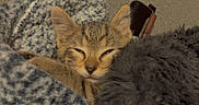 Tigger is registered to the contest to win money with this photo: kitten, cat, tabby, animal, pet, cute, sleepy, cozy, blanket, plush, furry, resting, indoors, soft, comfort, closeup, young, cute_animal, relaxed, snuggled