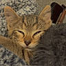 kitten, cat, tabby, animal, pet, cute, sleepy, cozy, blanket, plush, furry, resting, indoors, soft, comfort, closeup, young, cute_animal, relaxed, snuggled
