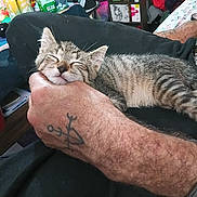 Tigger is registered to the contest to win money with this photo: kitten, cat, sleeping, hand, tattoo, arm, resting, lap, indoor, furniture, bottle, mug, table, couch, clothing, striped, pet, relaxed, domestic, person
