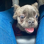 Kodak is registered to the contest to win money with this photo: animal, blue_jeans, canine, car_interior, close_up, cute, dog, ears, fur, happy, jeans, legs, looking_up, nose, pet, puppy, seated, small_dog, tongue_out, white_shoes