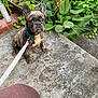 Kodak is registered to the contest to win money with this photo: animal, closeup, concrete, curious, dog, ear, face, french_bulldog, garden, greenery, leash, nature, outdoor, pet, plants, porch, puppy, sitting, wet, young