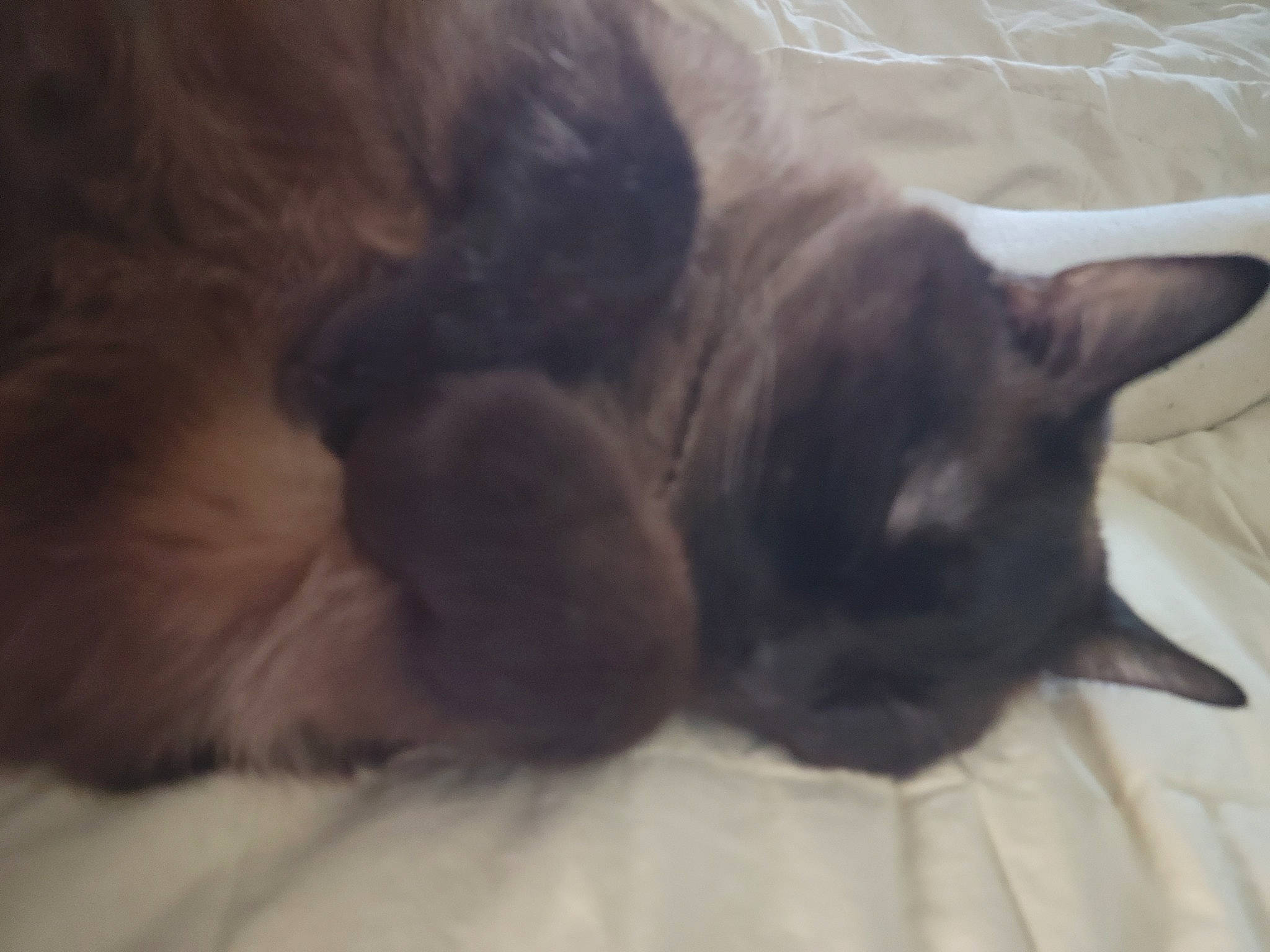 Possum is registered to the contest to win money with this photo: black_cat, canidae, carnivore, cat, claw, comfort, dog_breed, domestic_short_haired_cat, fawn, felidae, fur, nap, paw, small_to_medium_sized_cats, tail, terrestrial_animal, whiskers