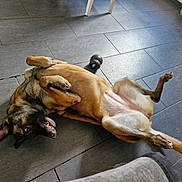 Ravéne a rejoint le concours — aidez-le/la à gagner de superbes lots ! animal, black, brown, canine, chew_toy, dog, ear, floor, funny, fur, furniture, household, indoor, looking, paw, pet, playful, relaxed, tail, tile