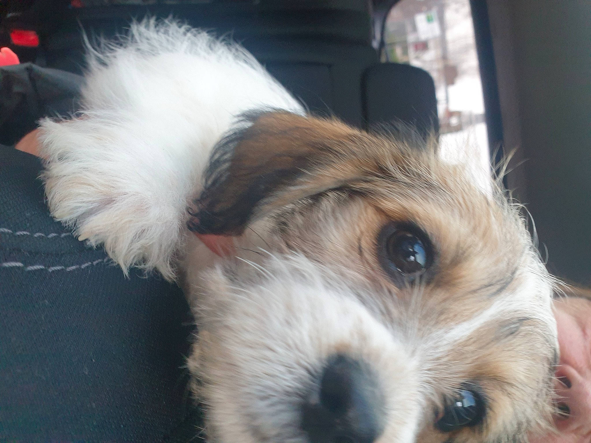 Sunny joined the competition — help win amazing prizes! biewer_terrier, canidae, carnivore, collar, companion_dog, dog, dog_breed, dog_supply, fawn, fur, pet_supply, puppy_love, small_terrier, snout, sporting_group, terrestrial_animal, terrier, toy_dog, whiskers, working_animal