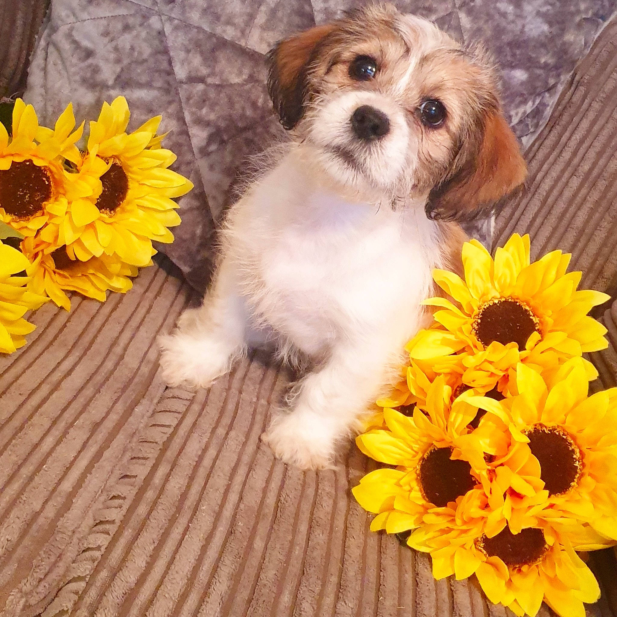 Sunny joined the competition — help win amazing prizes! annual_plant, carnivore, chair, companion_dog, cut_flowers, dog, dog_breed, dog_supply, door, fawn, flooring, flower, fur, happy, paw, petal, plant, sunflower, toy_dog, wood