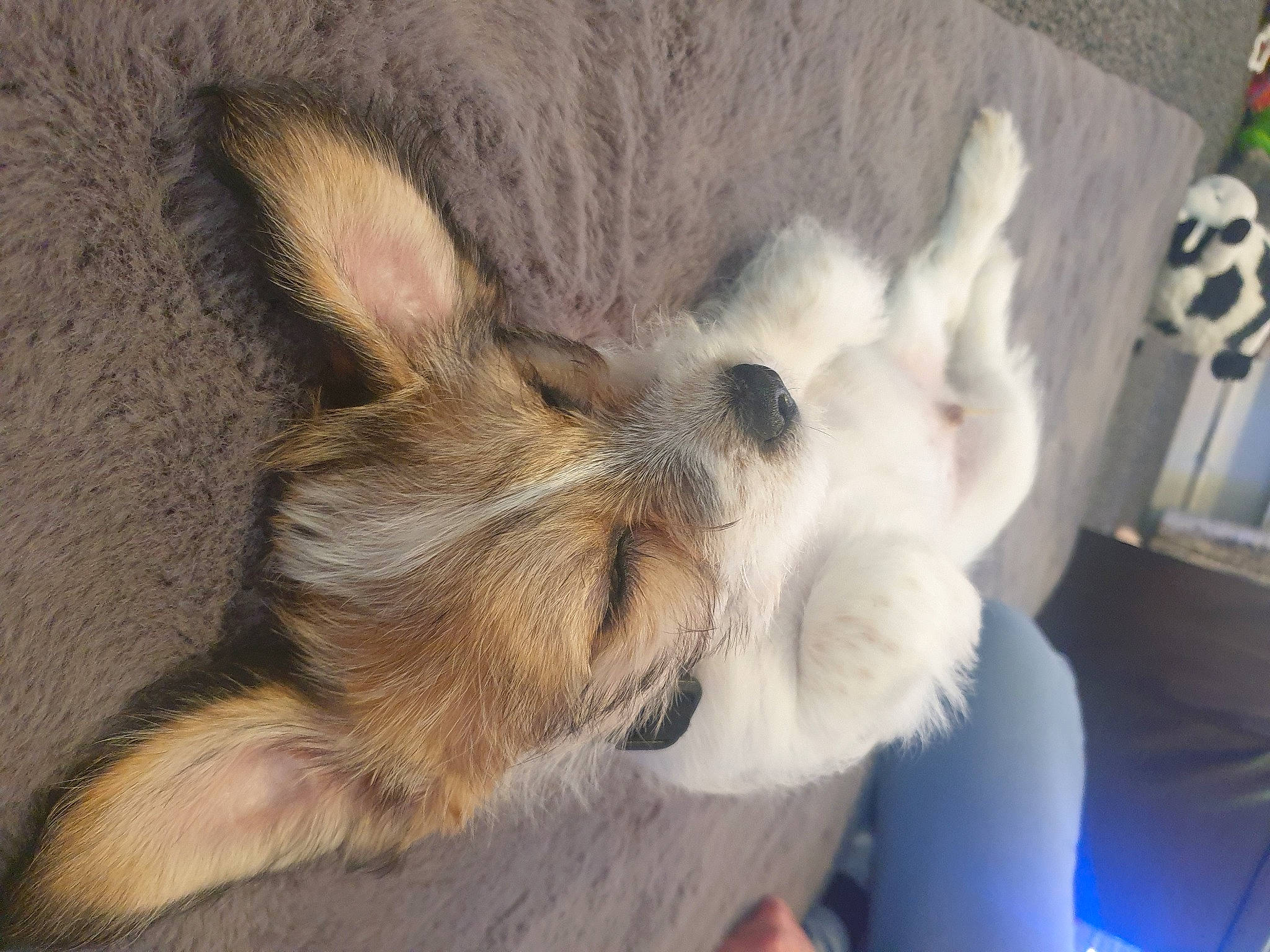 Sunny is registered to the contest to win money with this photo: canidae, carnivore, claw, comfort, companion_dog, dog, dog_breed, ear, fawn, felidae, fur, paw, snout, sporting_group, tail, terrestrial_animal, whiskers, working_animal